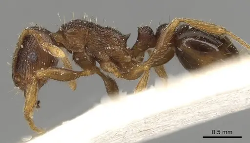 Tetramorium tsushimae specimen CASENT0915089 image casent0915089_3