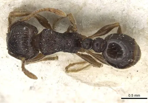 Tetramorium tsushimae specimen CASENT0915090 image casent0915090_1