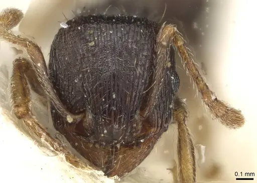 Tetramorium tsushimae specimen CASENT0915090 image casent0915090_2