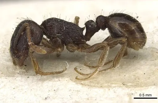 Tetramorium tsushimae specimen CASENT0915090 image casent0915090_3