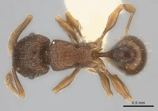 Tetramorium turneri specimen CASENT0217979 image casent0217979_1