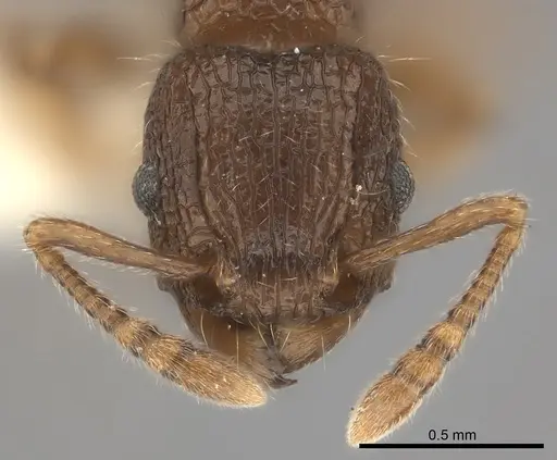 Tetramorium turneri specimen CASENT0217979 image casent0217979_2