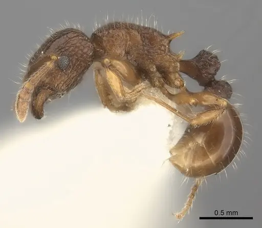 Tetramorium turneri specimen CASENT0217979 image casent0217979_3