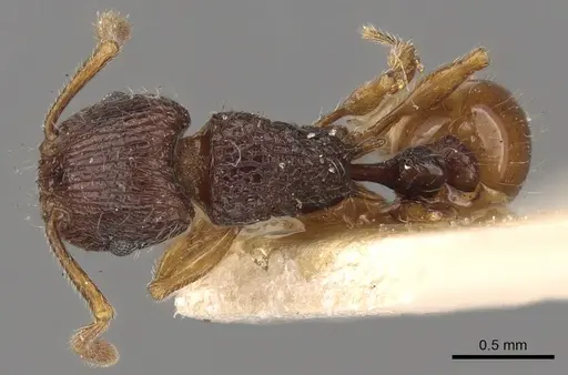Tetramorium turneri specimen CASENT0901040 image casent0901040_1