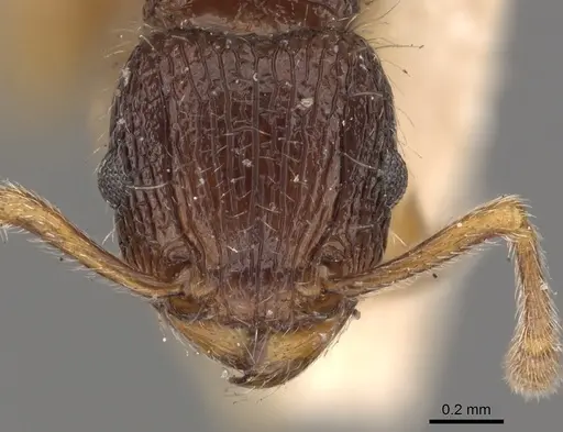 Tetramorium turneri specimen CASENT0901040 image casent0901040_2