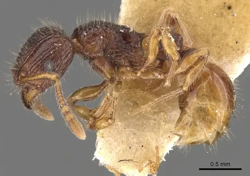 Tetramorium turneri specimen CASENT0901040 image casent0901040_3