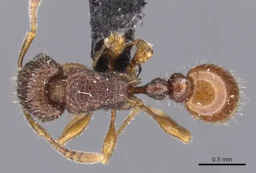 Tetramorium turneri specimen CASENT0909194 image casent0909194_1