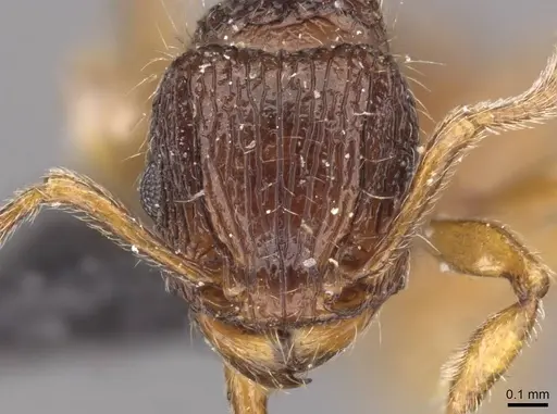 Tetramorium turneri specimen CASENT0909194 image casent0909194_2
