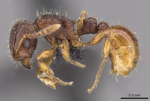 Tetramorium turneri specimen CASENT0909194 image casent0909194_3