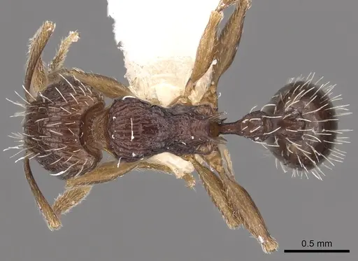 Tetramorium tychadion specimen CASENT0901210 image casent0901210_1