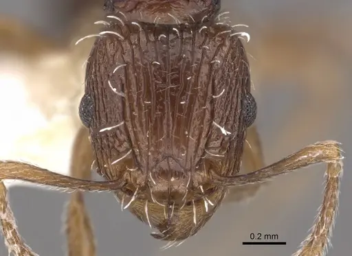 Tetramorium tychadion specimen CASENT0901210 image casent0901210_2