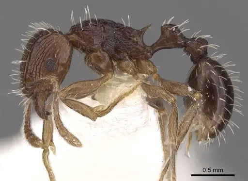 Tetramorium tychadion specimen CASENT0901210 image casent0901210_3