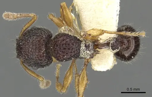 Tetramorium tylinum specimen CASENT0901099 image casent0901099_1