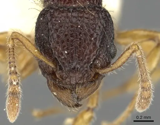 Tetramorium tylinum specimen CASENT0901099 image casent0901099_2