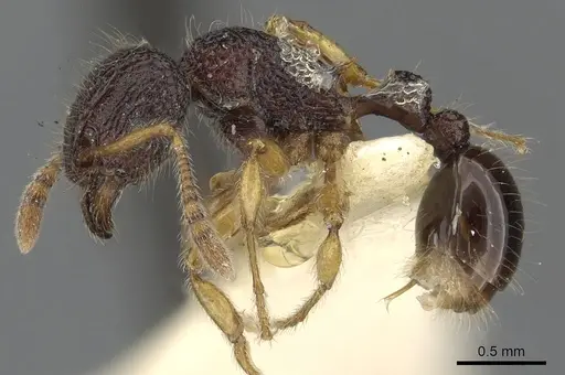Tetramorium tylinum specimen CASENT0901099 image casent0901099_3
