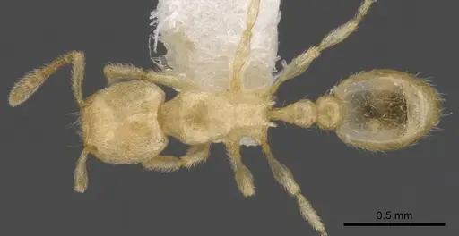 Tetramorium typhlops specimen CASENT0901174 image casent0901174_1