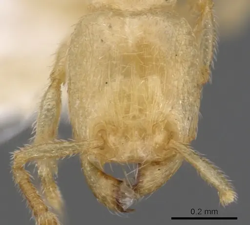 Tetramorium typhlops specimen CASENT0901174 image casent0901174_2
