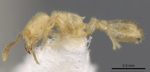 Tetramorium typhlops specimen CASENT0901174 image casent0901174_3