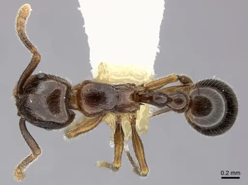 Tetramorium tyrion specimen CASENT0249085 image casent0249085_1