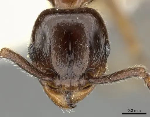 Tetramorium tyrion specimen CASENT0249085 image casent0249085_2
