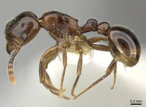 Tetramorium tyrion specimen CASENT0249085 image casent0249085_3