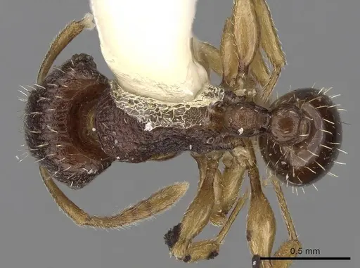 Tetramorium ubangense specimen CASENT0280915 image casent0280915_1