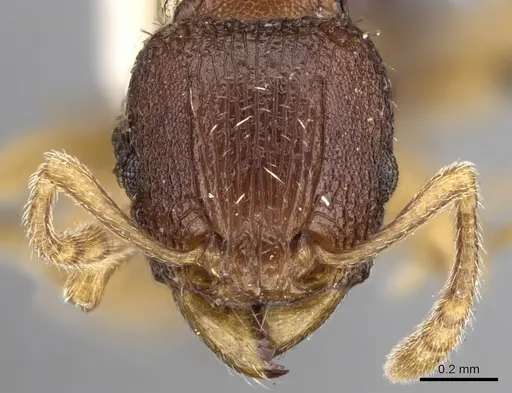 Tetramorium ubangense specimen CASENT0280915 image casent0280915_2