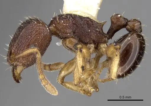 Tetramorium ubangense specimen CASENT0280915 image casent0280915_3
