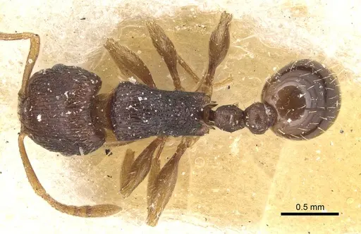 Tetramorium ubangense specimen CASENT0915092 image casent0915092_1