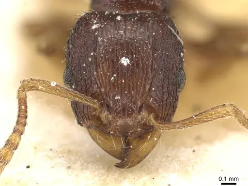Tetramorium ubangense specimen CASENT0915092 image casent0915092_2