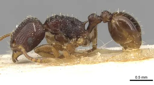 Tetramorium ubangense specimen CASENT0915092 image casent0915092_3