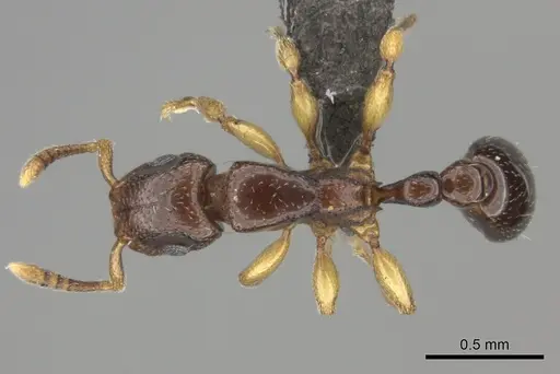Tetramorium ultor specimen CASENT0235465 image casent0235465_1