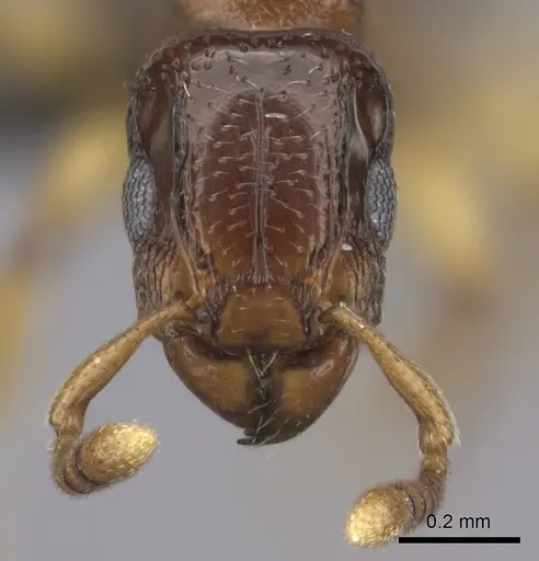 Tetramorium ultor specimen CASENT0235465 image casent0235465_2