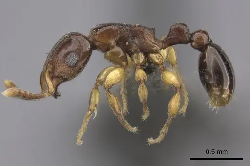 Tetramorium ultor specimen CASENT0235465 image casent0235465_3