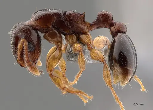 Tetramorium ultor specimen CASENT0777960 image casent0777960_1