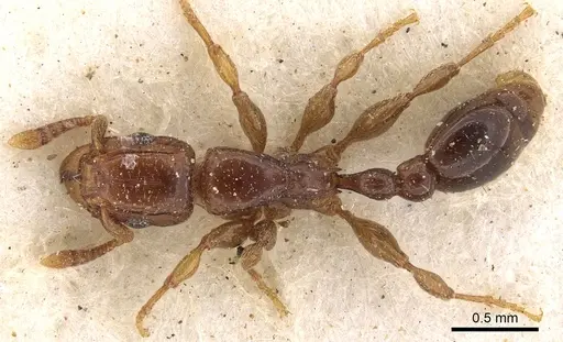 Tetramorium ultor specimen CASENT0901036 image casent0901036_1