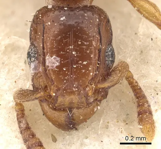 Tetramorium ultor specimen CASENT0901036 image casent0901036_2