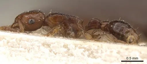 Tetramorium ultor specimen CASENT0901036 image casent0901036_3
