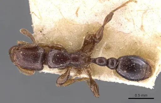 Tetramorium ultor specimen CASENT0909197 image casent0909197_1