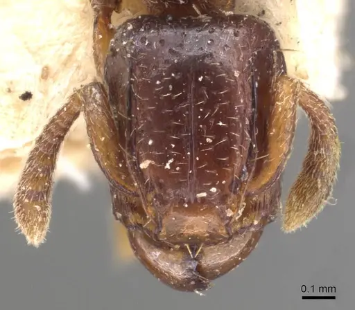 Tetramorium ultor specimen CASENT0909197 image casent0909197_2