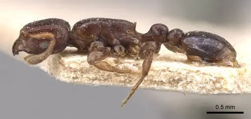 Tetramorium ultor specimen CASENT0909197 image casent0909197_3