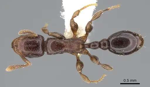 Tetramorium ultor specimen CASENT0914085 image casent0914085_1