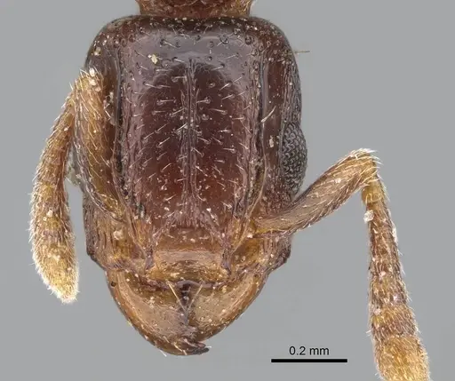 Tetramorium ultor specimen CASENT0914085 image casent0914085_2