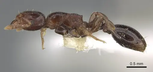 Tetramorium ultor specimen CASENT0914085 image casent0914085_3