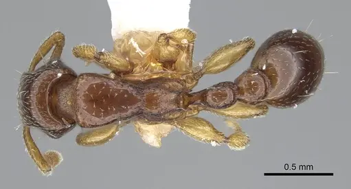 Tetramorium ultor specimen CASENT0914086 image casent0914086_1