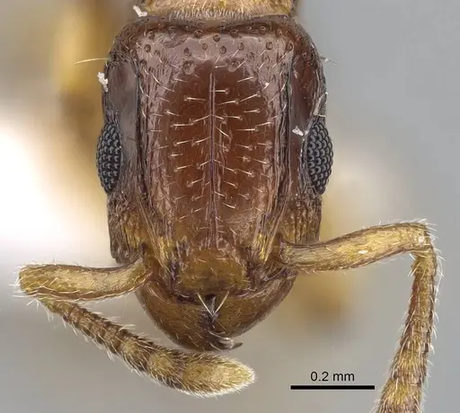 Tetramorium ultor specimen CASENT0914086 image casent0914086_2