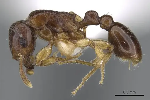 Tetramorium ultor specimen CASENT0914086 image casent0914086_3