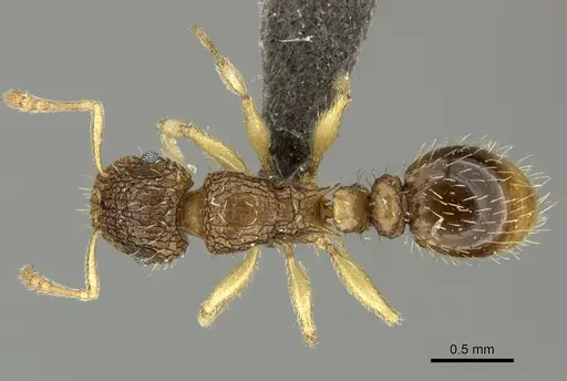 Tetramorium umtaliense specimen CASENT0249004 image casent0249004_1