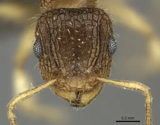 Tetramorium umtaliense specimen CASENT0249004 image casent0249004_2
