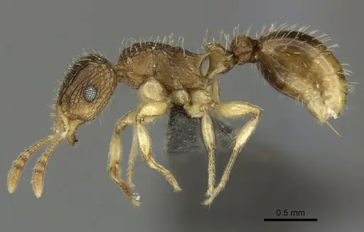 Tetramorium umtaliense specimen CASENT0249004 image casent0249004_3
